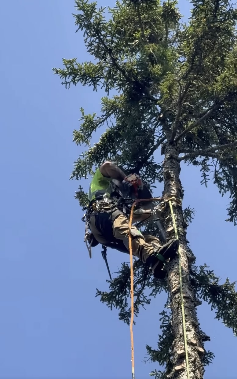 Certified arborist trimming tree safely in Celina, TX